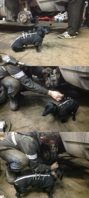 zsnes:awwww-cute:tool dog at work (Source:...
