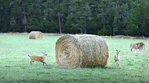 laughingsquid - A Pair of Fiesty Fawns Play an Adorable Game of...