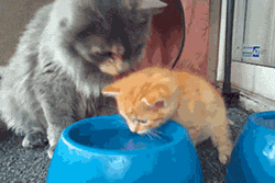 trekkiee - mcroosa - Mommy teaching babby easier water drinking...