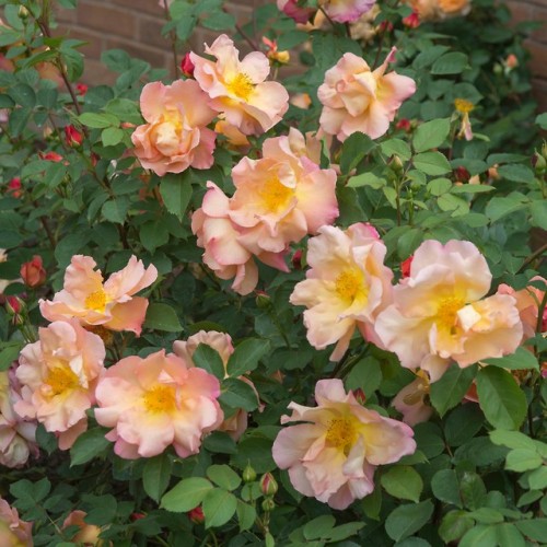 florealegiardini - Fighting Temeraire English shrub rose bred by...