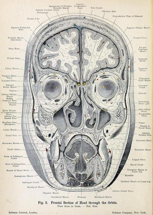 biomedicalephemera:The Human HeadEver wonder what your head...