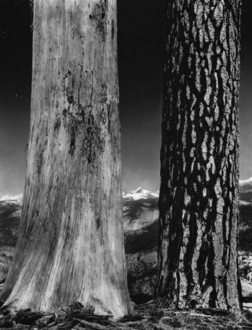semioticapocalypse - Ansel Adams. Trees, Illilouette Ridge,...