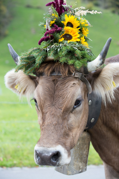krystal-gem - ainawgsd - Cows with Flower CrownsI love these...