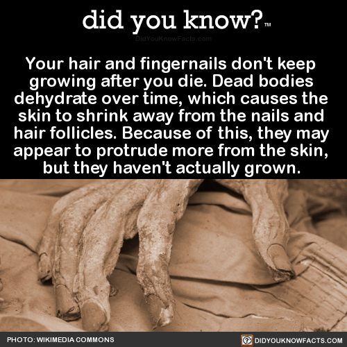 your-hair-and-fingernails-dont-keep-growing