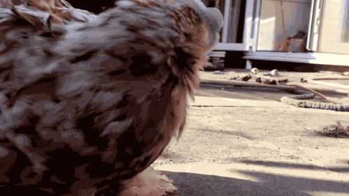 veresfika - tastefullyoffensive - Video - Blind Chicken Gets a...