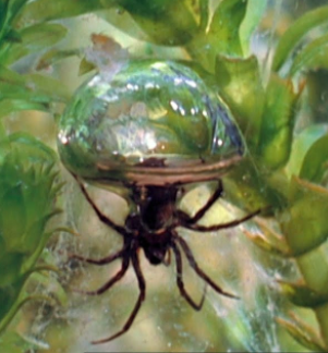 The diving bell spider, at home in its diving bell web.