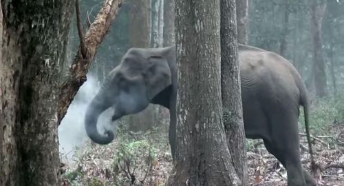 Elephant caught on video mysteriously ‘breathing smoke' 