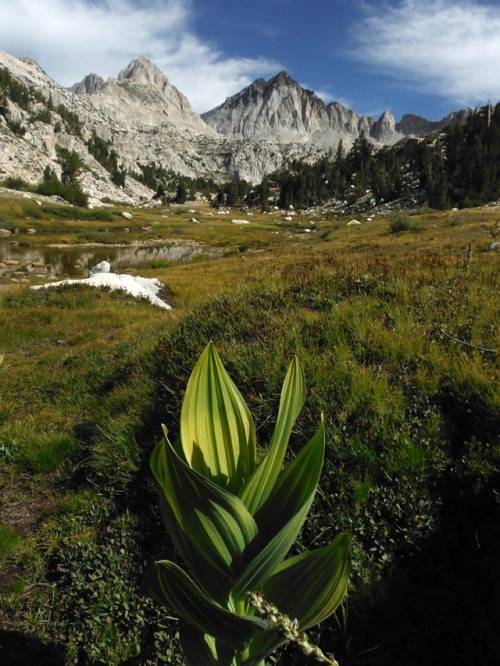 Skunk cabbage. Grinnell Lakes Basin, Mono Divide, John Muir...