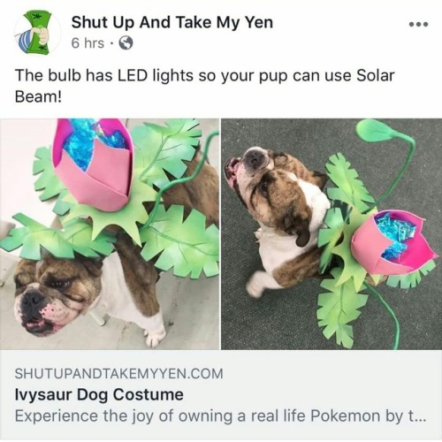bulbasaur-propaganda - Now this is a quality costume...