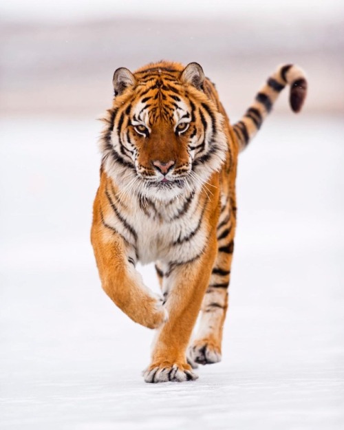 beautiful-wildlife:Amur Tiger by © suhaderbent