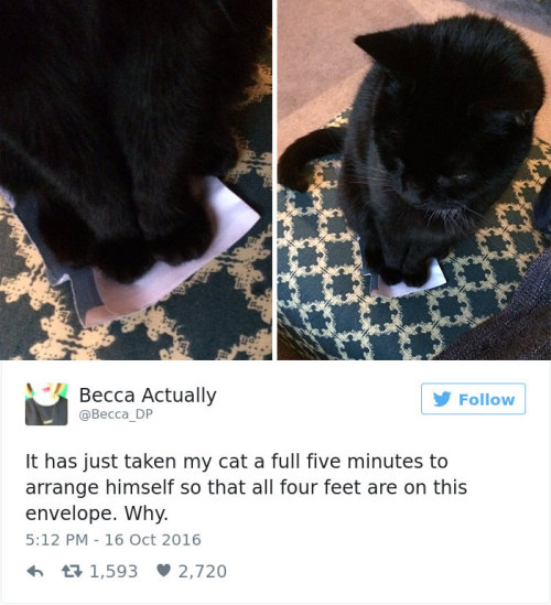 gi021 - 3fluffies - catsbeaversandducks - Best Cat Tweets Of...