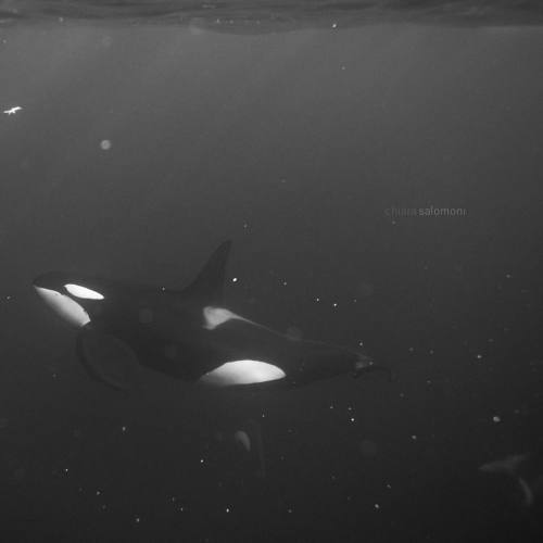 keiko-conservation - Oh how we miss the chilly dives in Norway!...