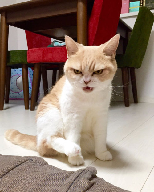 dancing-little-shit - catsbeaversandducks - Meet Japanese Grumpy...