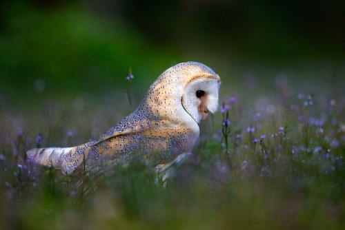 beautiful-wildlife - Owl by Stefano Ronchi