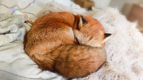 everythingfox - Fox Croissant