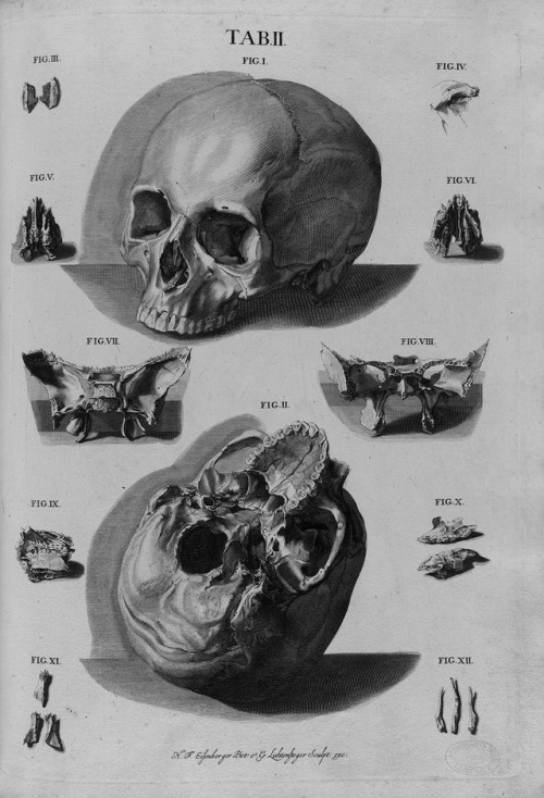 chaosophia218 - Christoph Jacob Trew - Human Skull, “Tabulae...