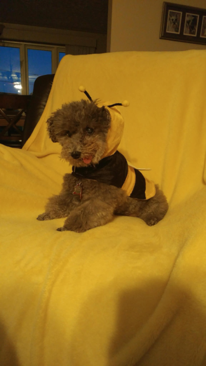 Here’s a pic of my dog on halloween—WHAT A CUTE LITTLE...