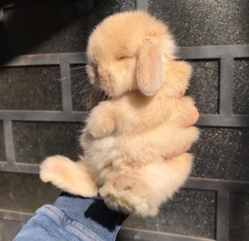 protect-and-love-animals:Bunnies are so beautiful