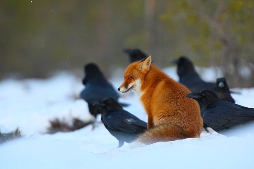 teaandwii - fadeintocase - earthandanimals - Red fox sits among...