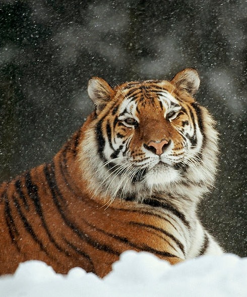 beautiful-wildlife - Siberian Tiger Portrait by Konrad Wothe