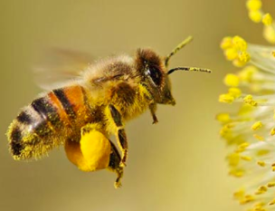 Honeybees have specialised hairs on parts of their legs to capture as much pollen as possible.