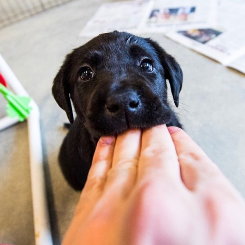 thedogist - Puppies at the Guide Dog Foundation & America’s...