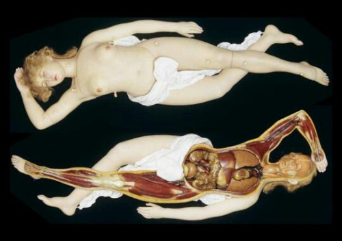 thisistheuncannyvalley:Wax anatomical Venus, intact and in...