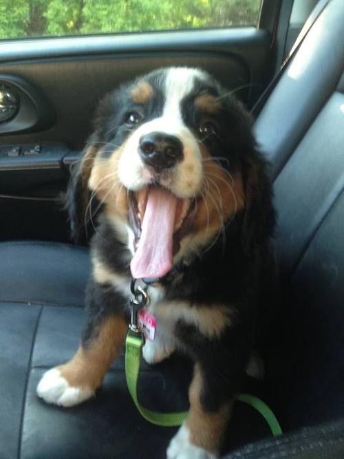 youcantaketheskyfromme - thecutestofthecute - Dogs and...