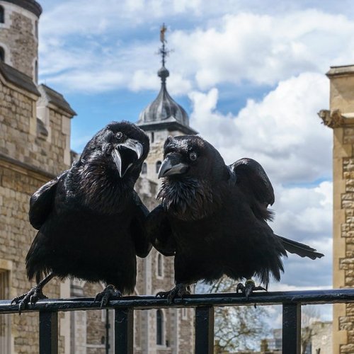 thingsididntknowwereerotic - pagewoman - Tower of London Ravens