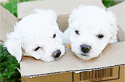 puppygifs - [x] - Bichon Frise Puppies In A Box