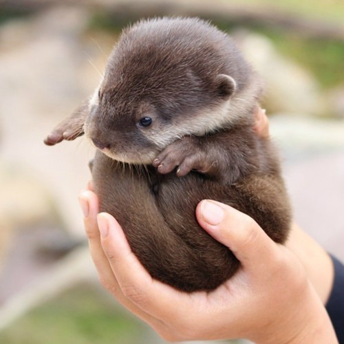 thebaconpancake - “is hold” baby otters though man