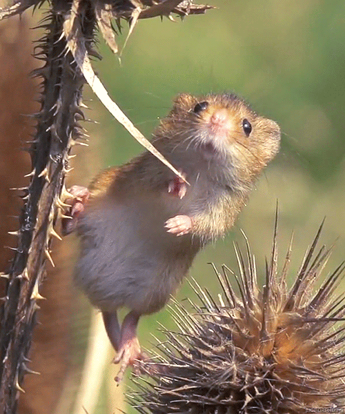 biomorphosis - Harvest mice are Europe’s smallest rodents. It is...