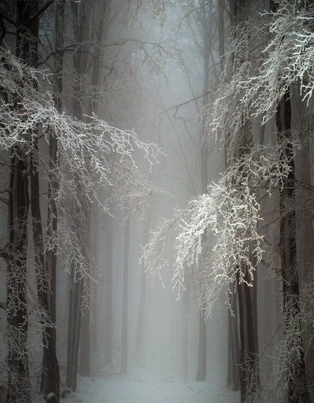 ghostlywatcher - Snow Forest in Hungary.