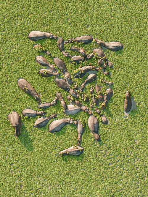 dailyoverview - A bloat of hippopotamuses relax in a lagoon...