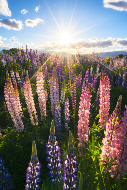 earthunboxed - Field of Lupins in South Island, New Zealand