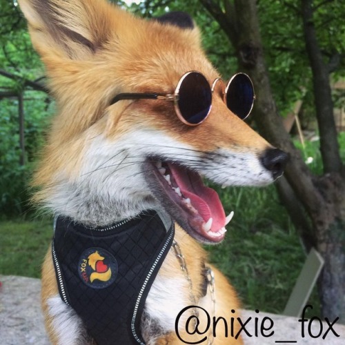 the-nora-borealis - everythingfox - This fox is cooler than...