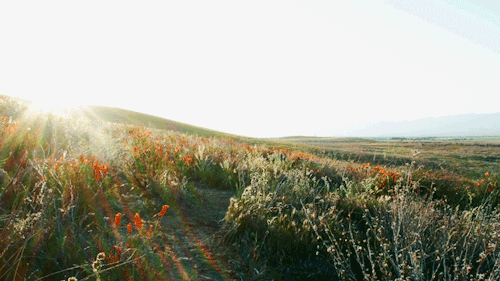 leahberman:poppy dazeantelope valley poppy reserve,...