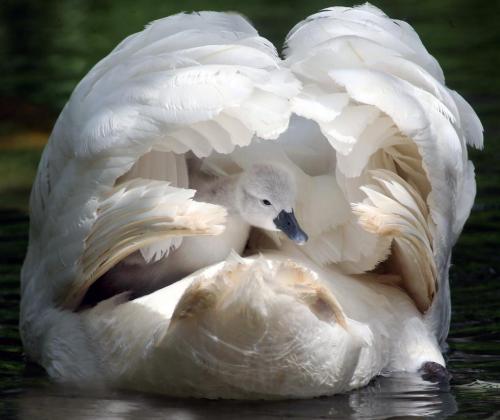 cute-overload - Mother and baby, mute swans at Abbotsbury...
