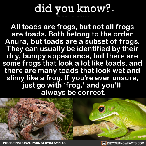 all-toads-are-frogs-but-not-all-frogs-are-toads