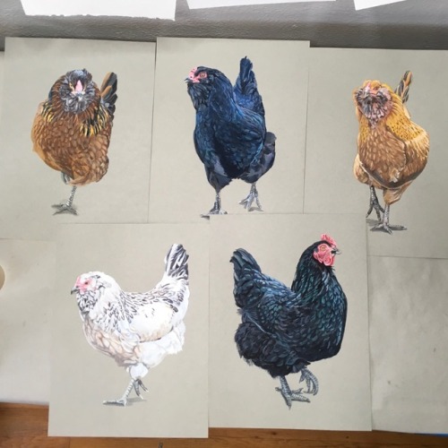 lwhittie - All of the chicken paintings are together now just...