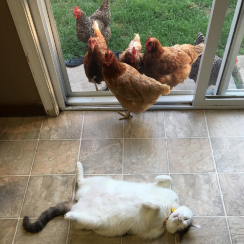 catsbeaversandducks - Scruffles The Fat Cat And his chicken...