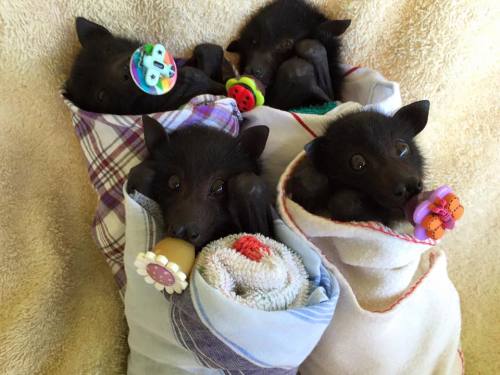 awwww-cute - Fruit bats with pacifiers (Source - ...