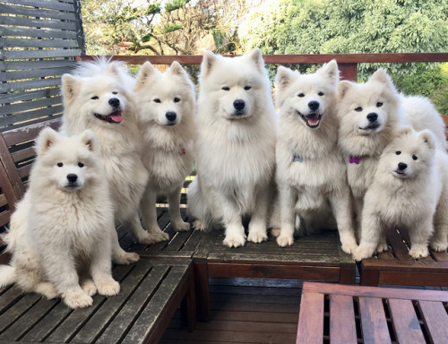 honey-bee-holly - fluffygif - Puppy time 
