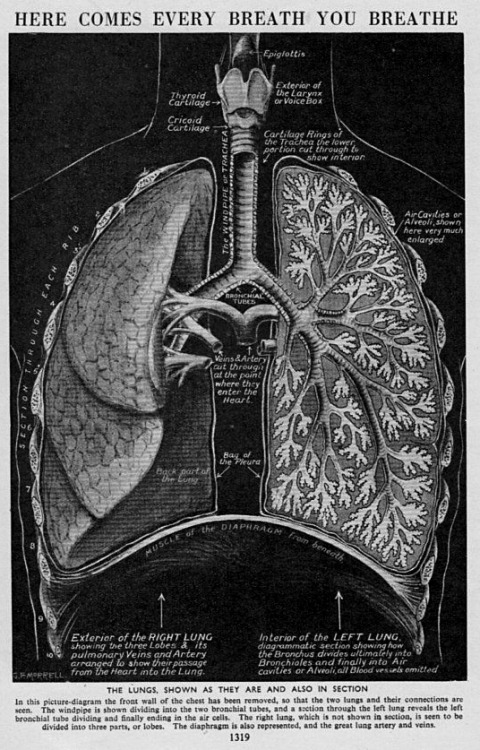 chaosophia218 - Vintage anatomical illustration of the Lungs,...