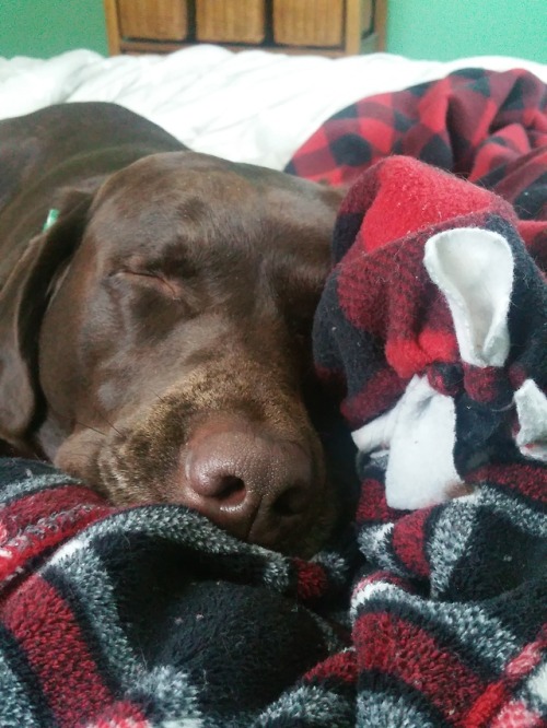 handsomedogs:Sleepy Lou the handsome chocolate lab