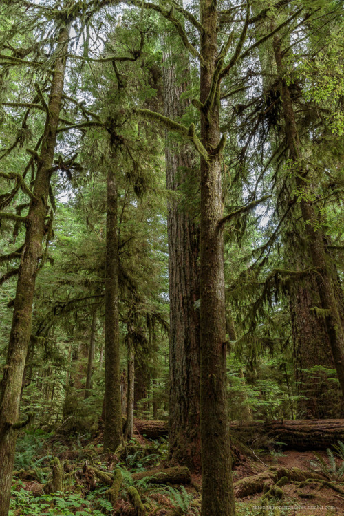 throughmonstrouseyes - Primal IV.At Cathedral Grove.© Irene...