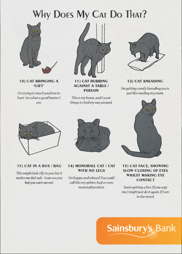 American Infographic - Cat Behavior