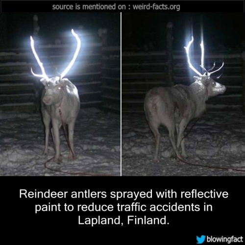 mindblowingfactz - Reindeer antlers sprayed with reflective...