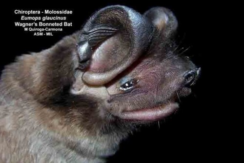 unaestheticsideblog:Dog faced bats sorted from least to most...