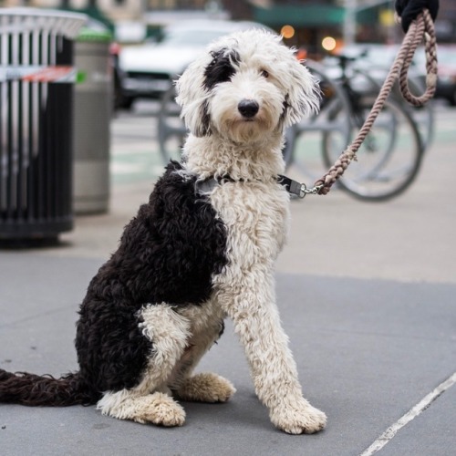 thedogist - Otto, Sheepadoodle (1 y/o), 4th & Lafayette St.,...